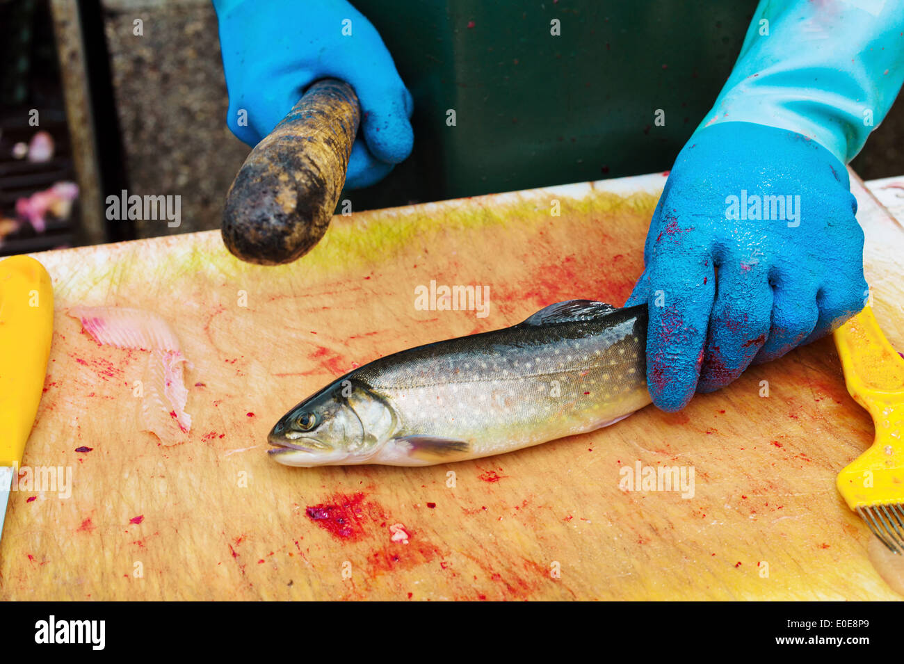 Un pesce è ucciso dal pescatore per il mercato del pesce ed è venduto., Ein Fisch wird vom Fischer auf dem getoetet Fischmarkt und ve Foto Stock
