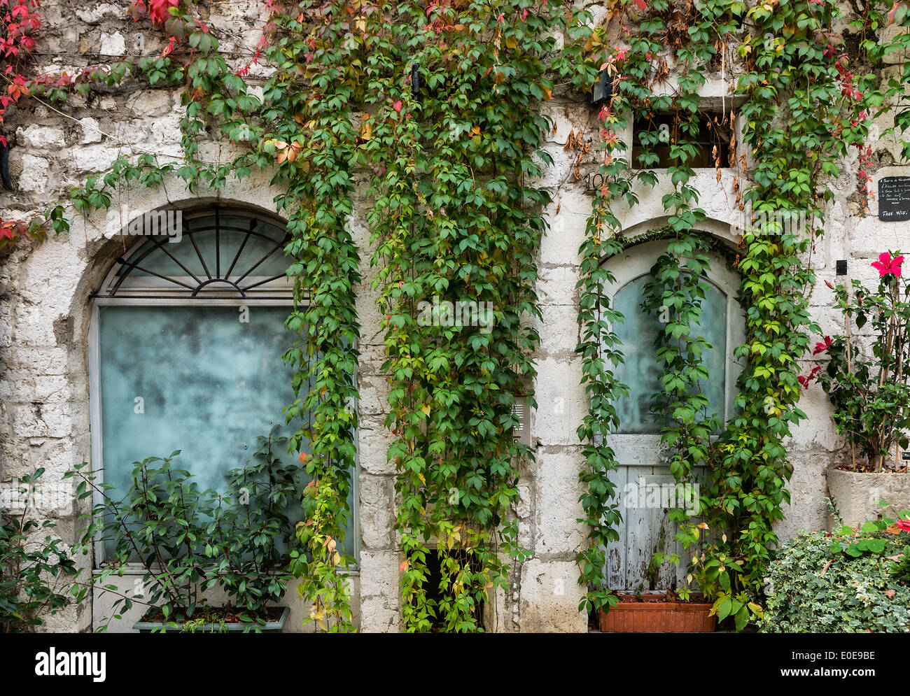 Vecchia facciata di edificio drappeggiati con fitta edera, St Paul de Vence, Provance, Francia Foto Stock