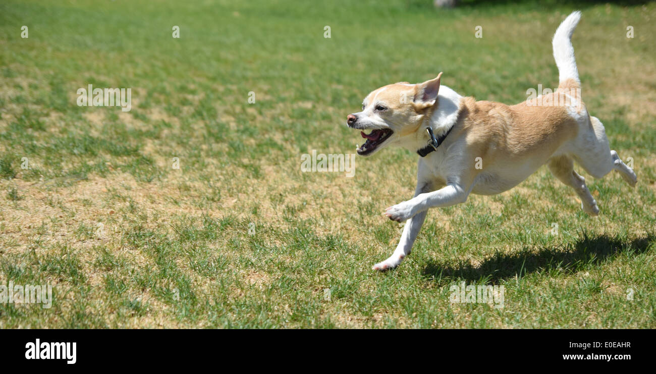 Un giocoso piccolo cane in esecuzione nel parco Foto Stock