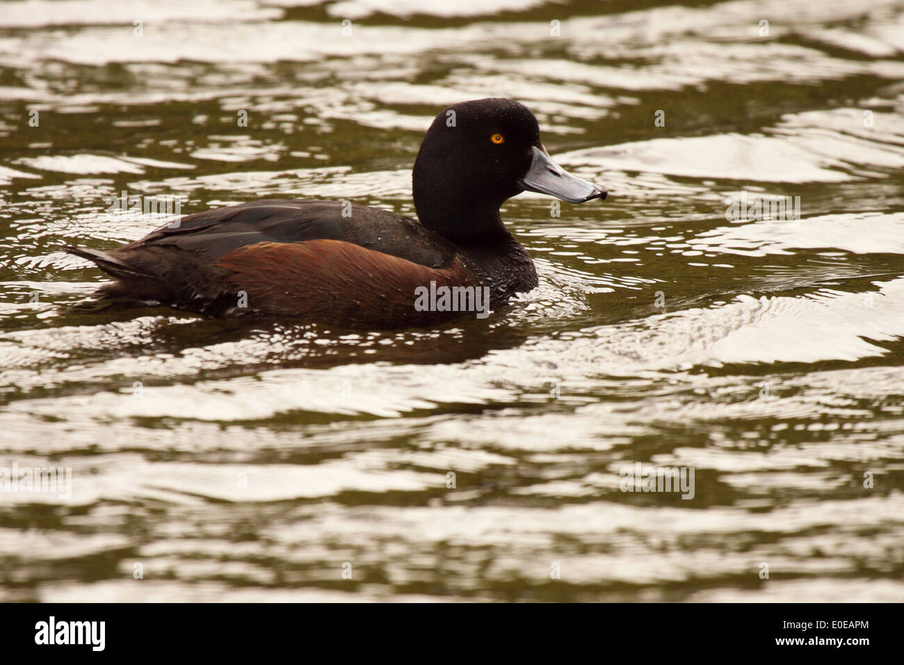 Un maschio di Nuova Zelanda Scaup sull'acqua. Foto Stock