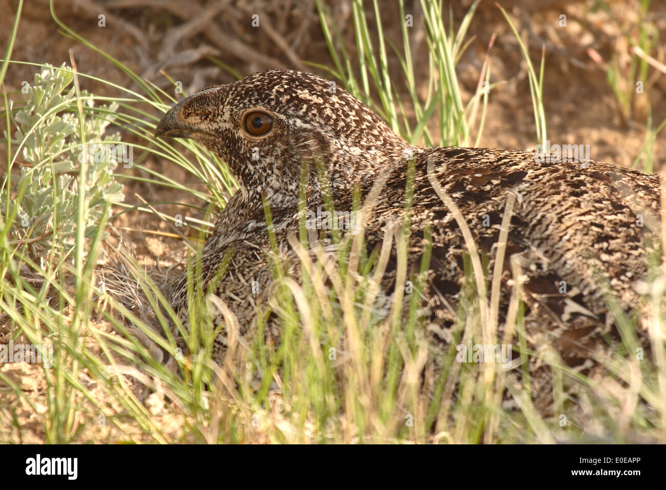 Una femmina di Sage Grouse seduto su un nido. Foto Stock