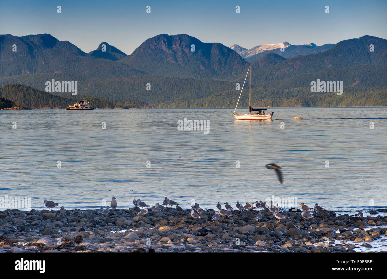 Barca a vela a Sutil Channel, Discovery Islands, tramonto, Rebecca Spit Provincial Park, Quadra Island, British Columbia, Canada Foto Stock