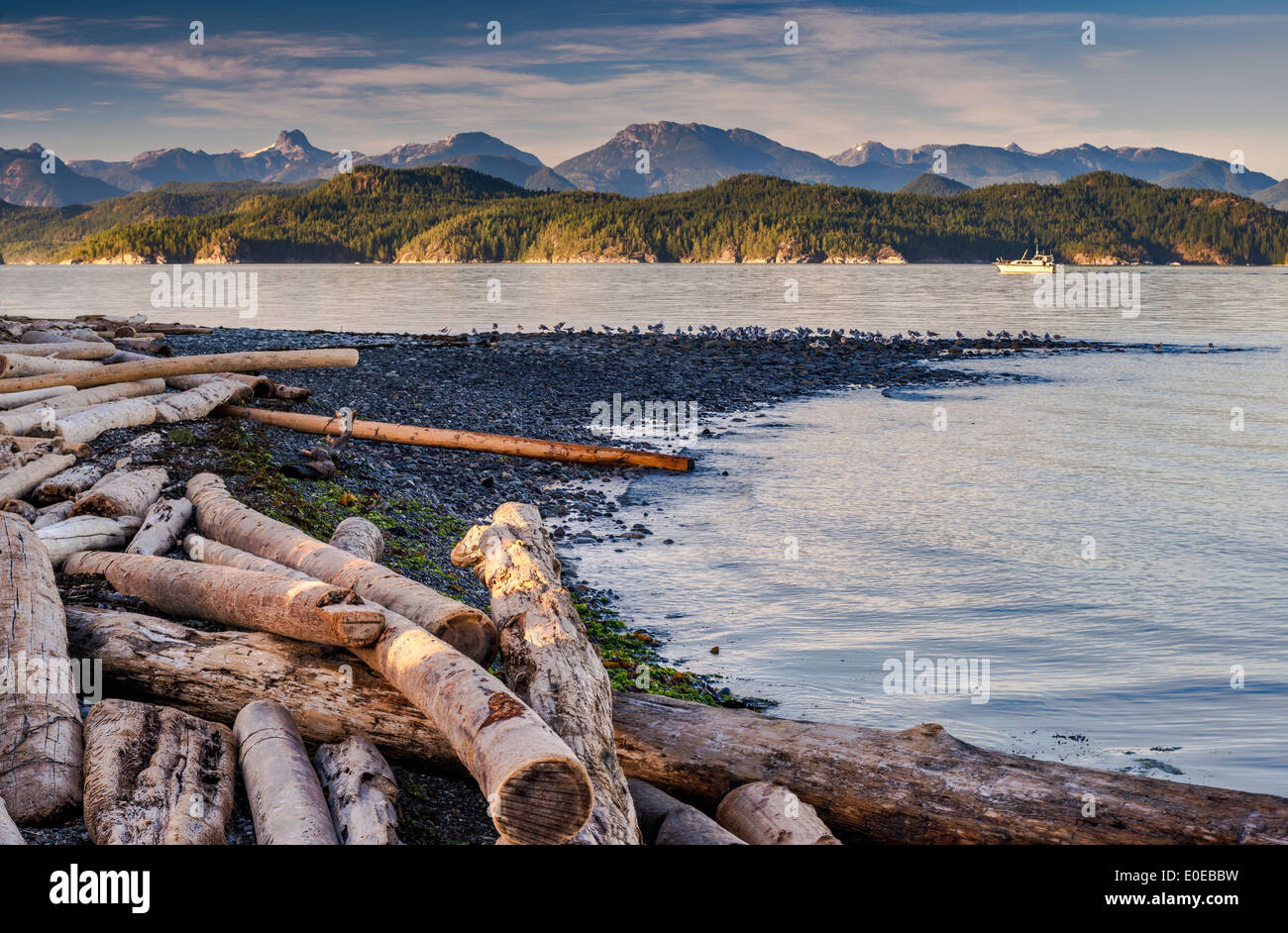 Driftwood sulla spiaggia, yacht a Sutil Channel, Discovery Islands, Rebecca Spit Provincial Park, Quadra Island, British Columbia Foto Stock