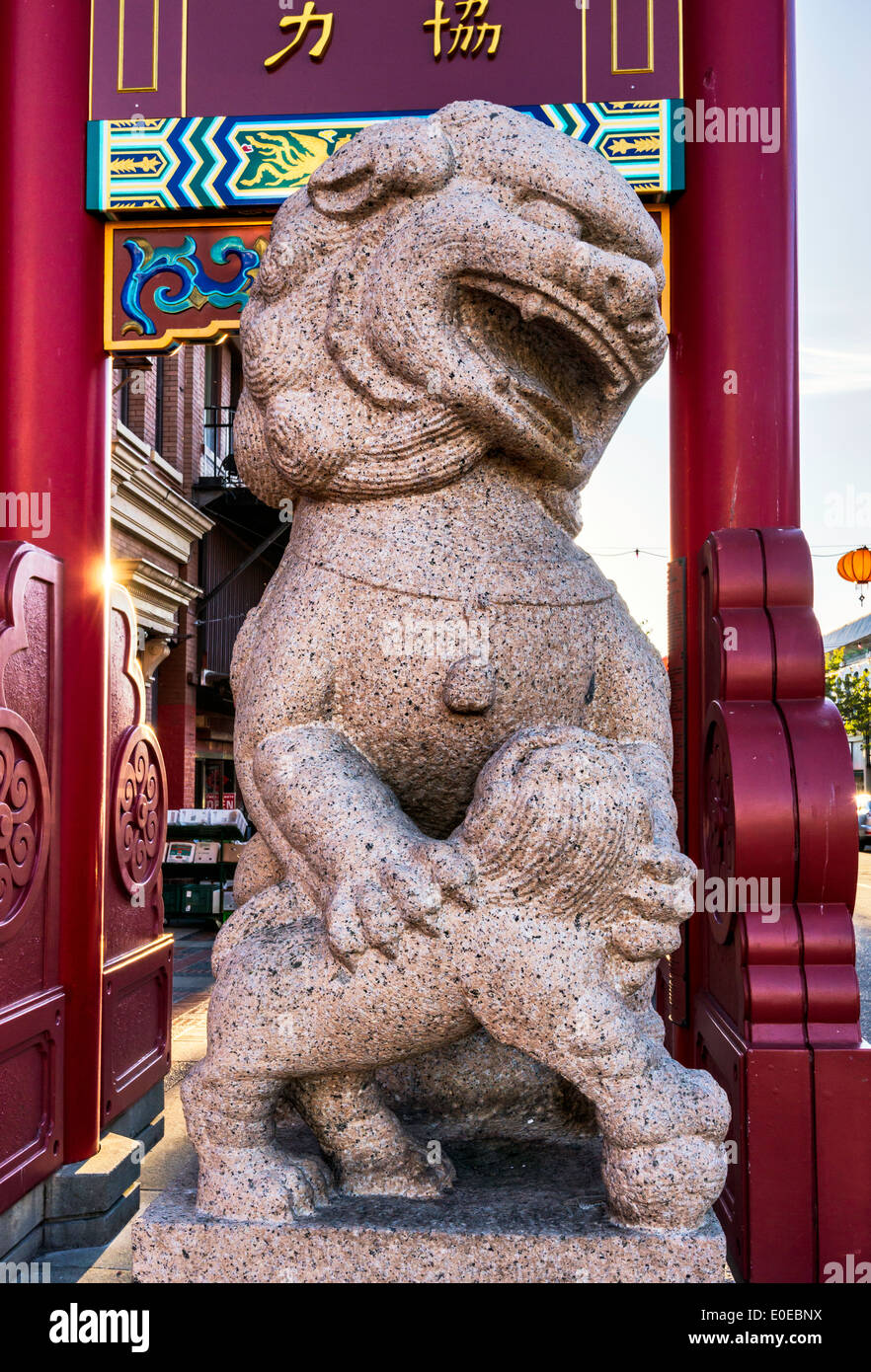 Uno dei leoni di pietra a guardia della porta a Chinatown in Victoria, Isola di Vancouver, British Columbia, Canada Foto Stock