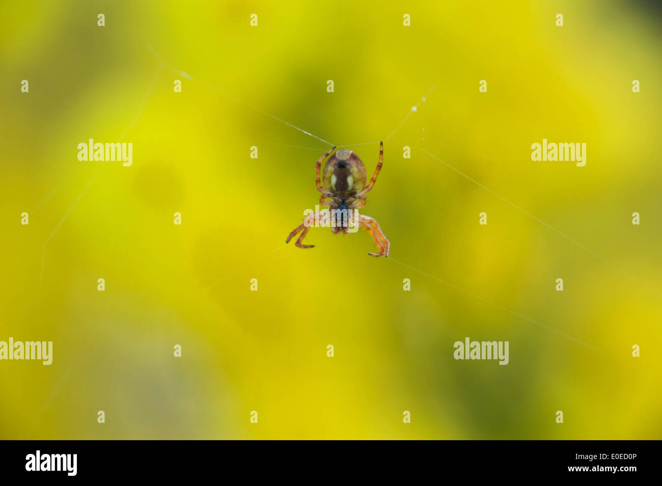 Ragno sul set di web contro al di fuori della messa a fuoco di colore giallo dei fiori di bargiglio Foto Stock