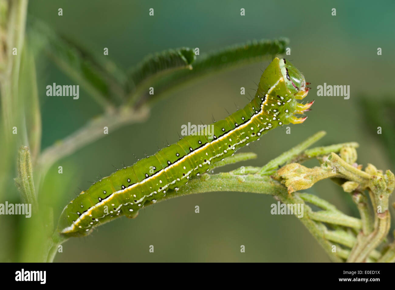 Caterpillar verde con strisce e macchie Foto Stock