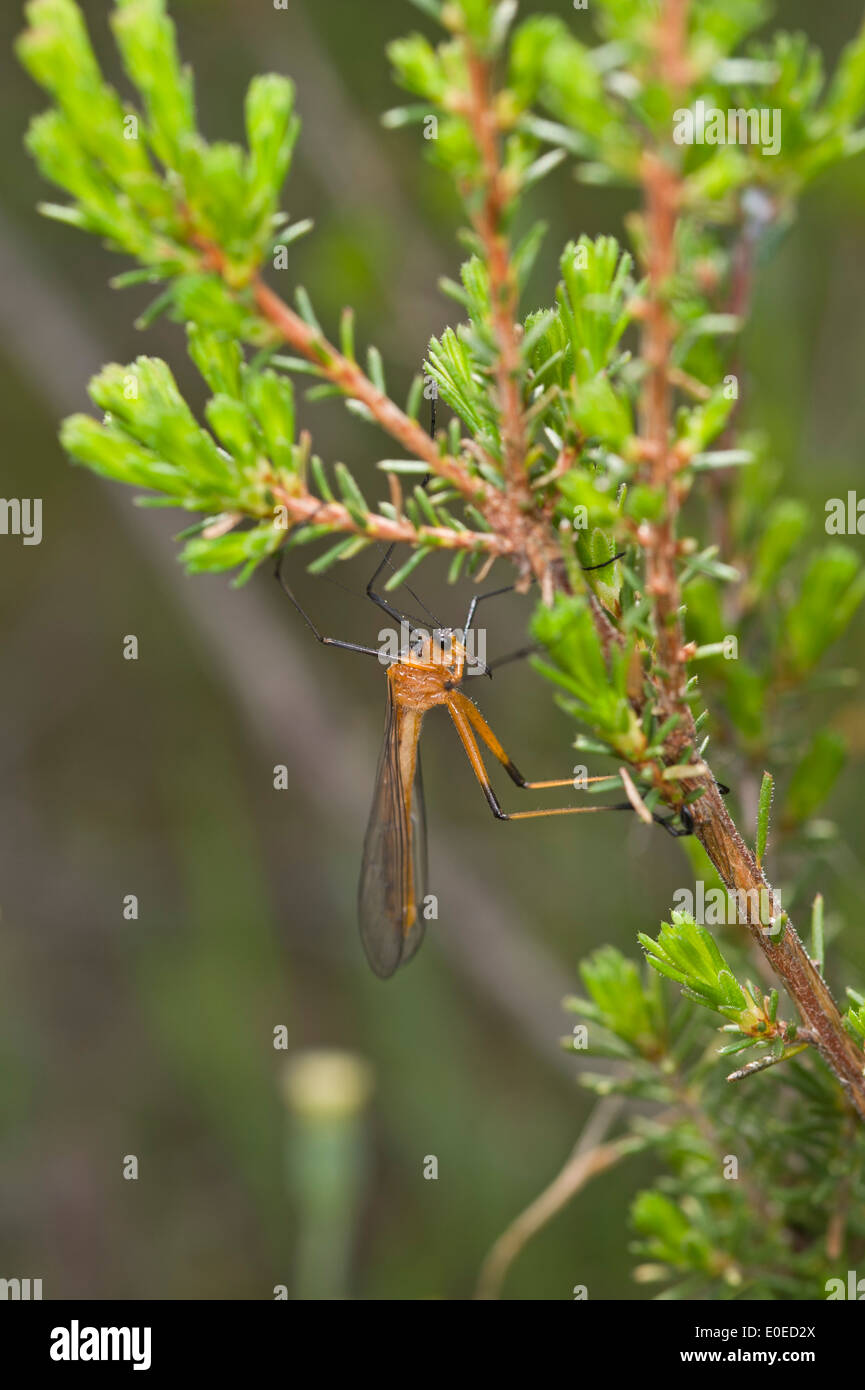 Australian scorpionfly (appese fly) Foto Stock
