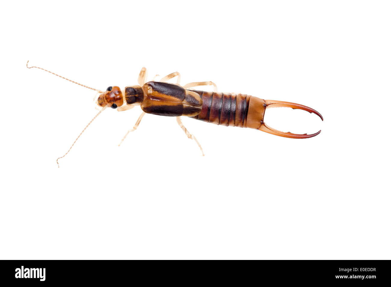 Il comune earwig marrone non è un parassita, è un predatore. Foto Stock