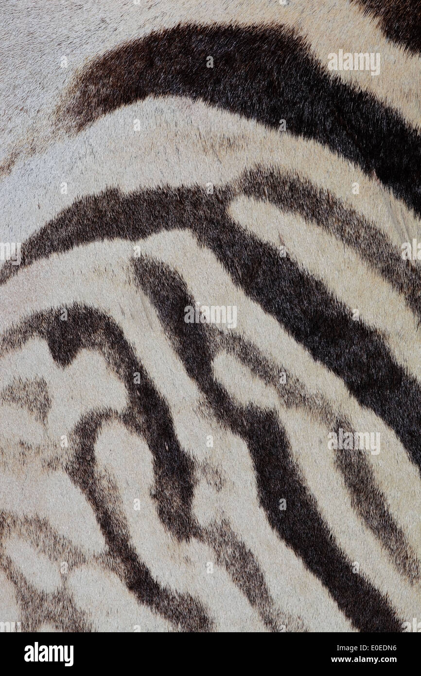 Vista ravvicinata della pelle di una pianura (Burchells) Zebra (Equus burchelli) Foto Stock