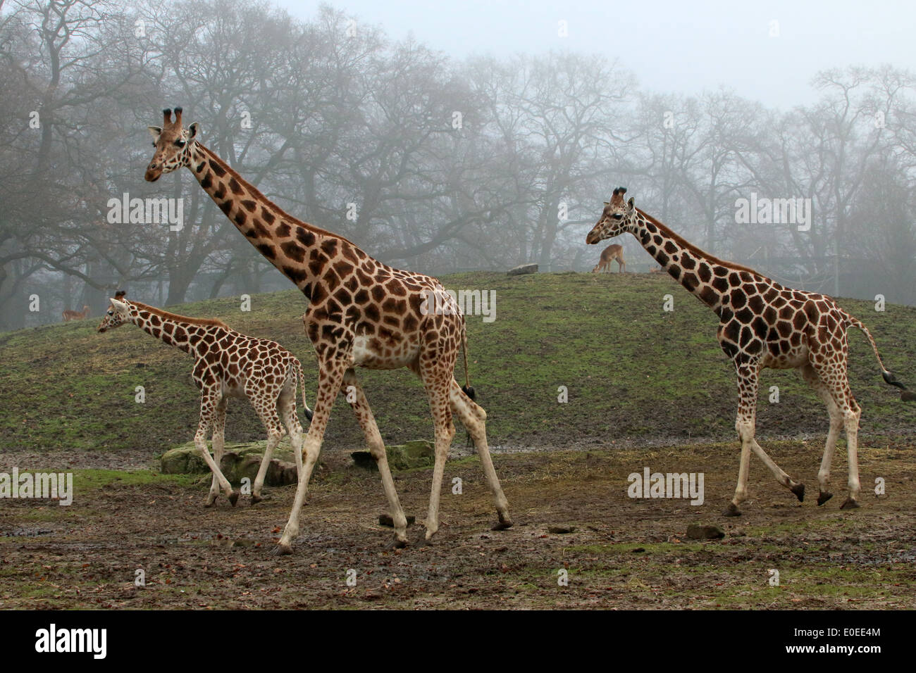 Tre maturo della Rothschild giraffe a.k.a. Baringo o ugandese (giraffa camelopardalis Giraffa) sulla savana di uno zoo Foto Stock