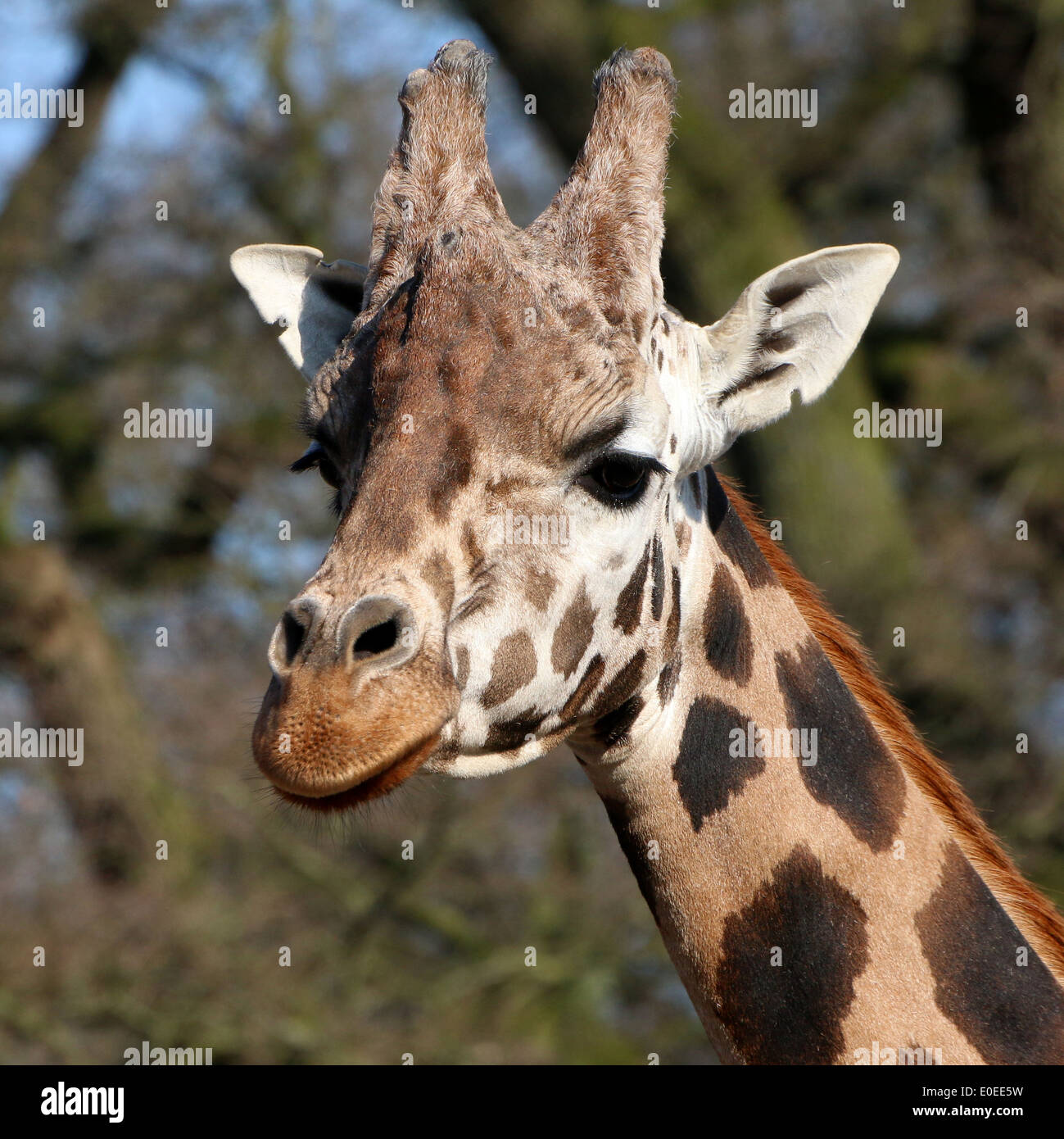 Close-up di testa di Rothschild la giraffa a.k.a. Baringo o ugandese (giraffa camelopardalis Giraffa) sulla savana di uno zoo Foto Stock
