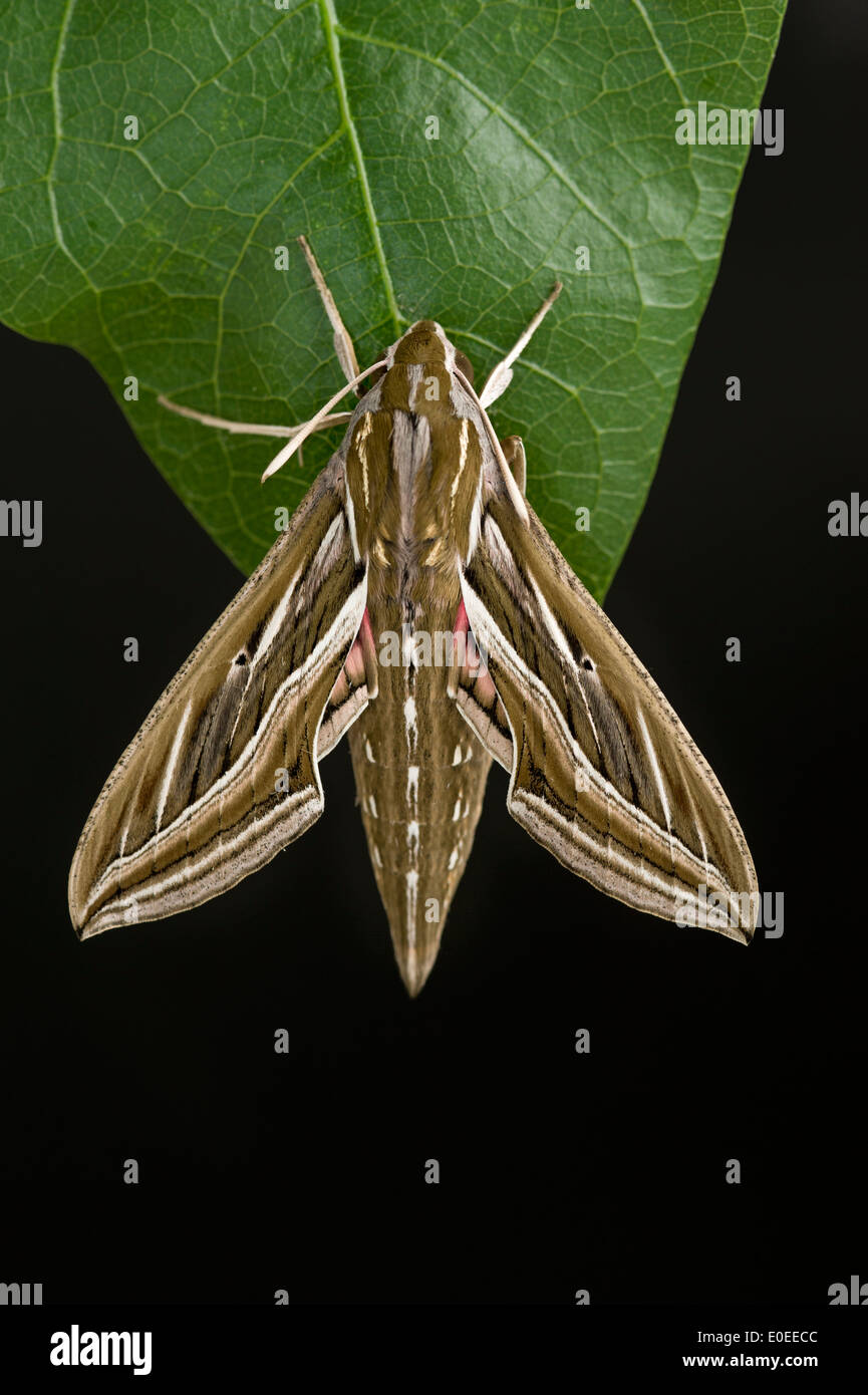 Grapevine hawk moth è un insetto comune di Australia, Asia, Africa e Europa meridionale Foto Stock