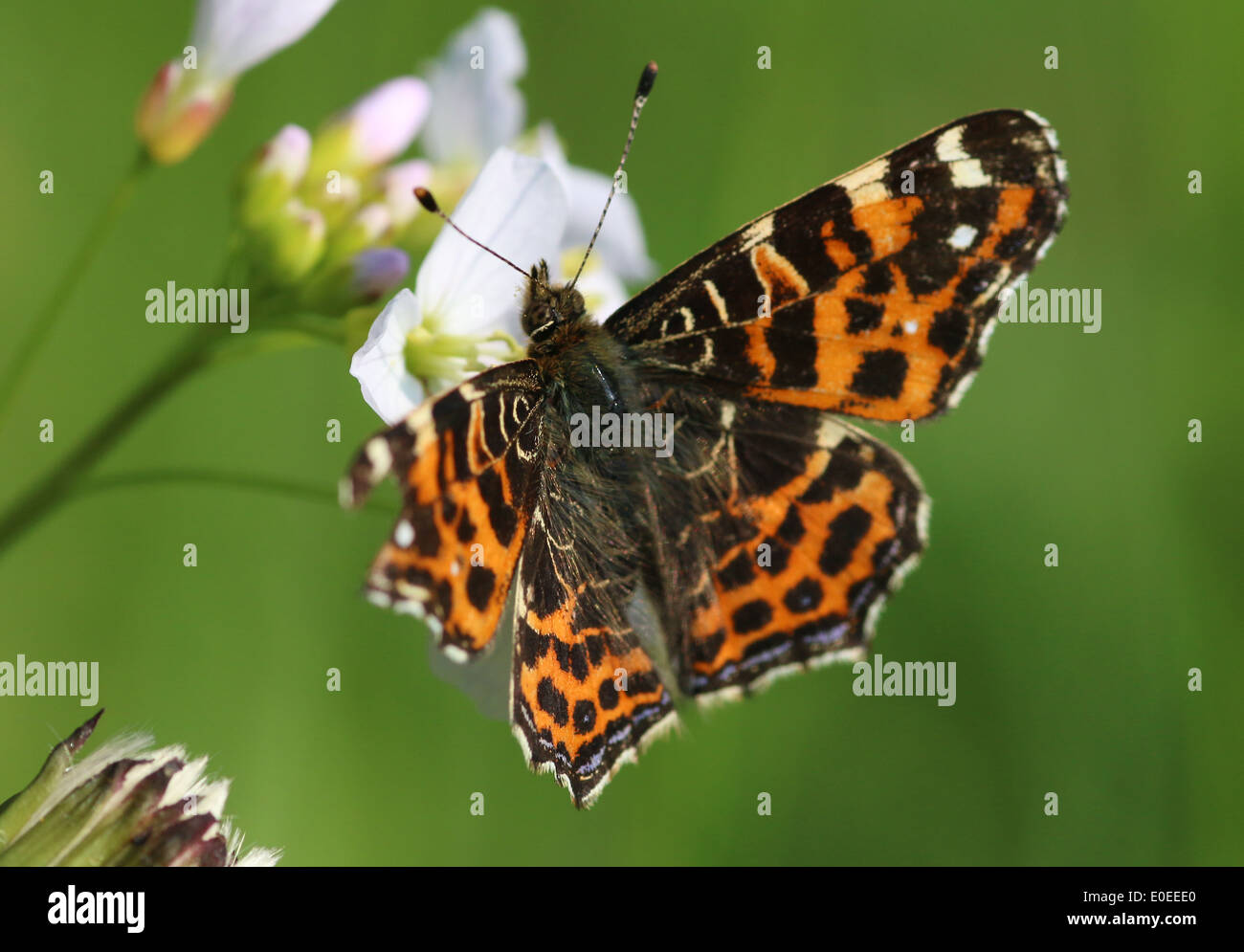 In prossimità di una prima generazione di Mappa Butterfly (Araschnia levana) in posa su di un fiore di cucù Foto Stock