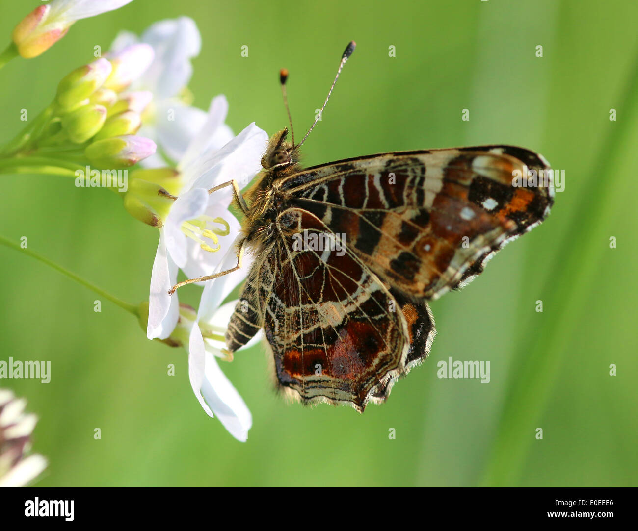 In prossimità di una prima generazione di Mappa Butterfly (Araschnia levana) in posa su di un fiore di cucù Foto Stock