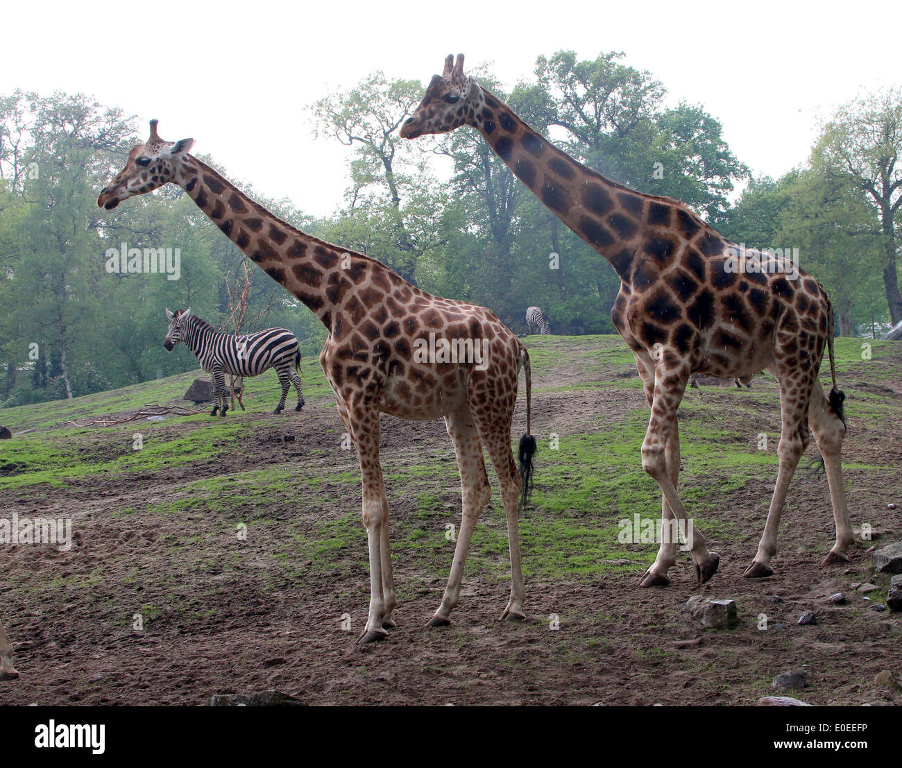 Due maturo della Rothschild giraffe a.k.a. Baringo o ugandese (giraffa camelopardalis Giraffa) sulla savana di uno zoo Foto Stock