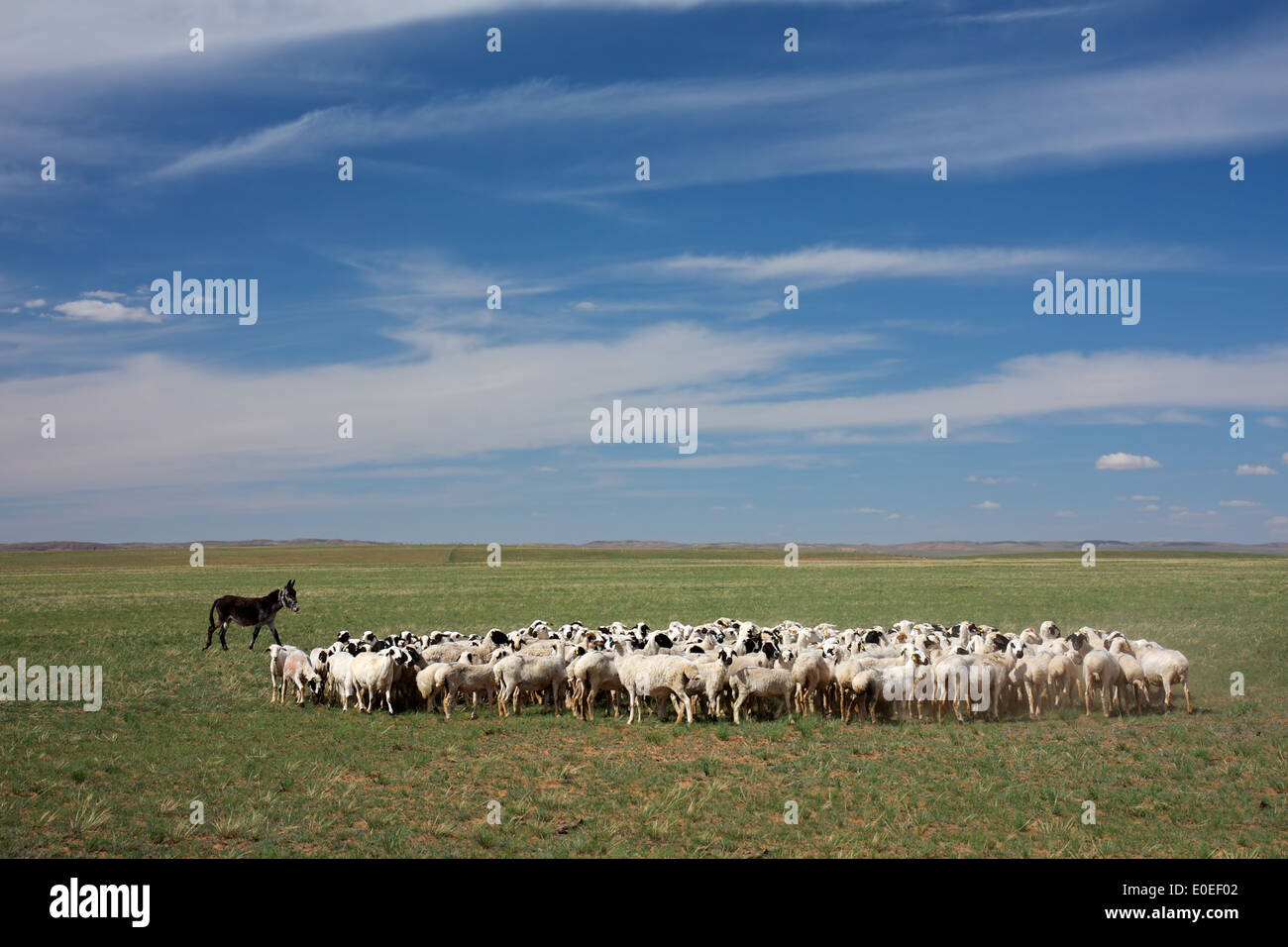 Un gregge di pecore sulle praterie della Mongolia Interna, Cina Foto Stock
