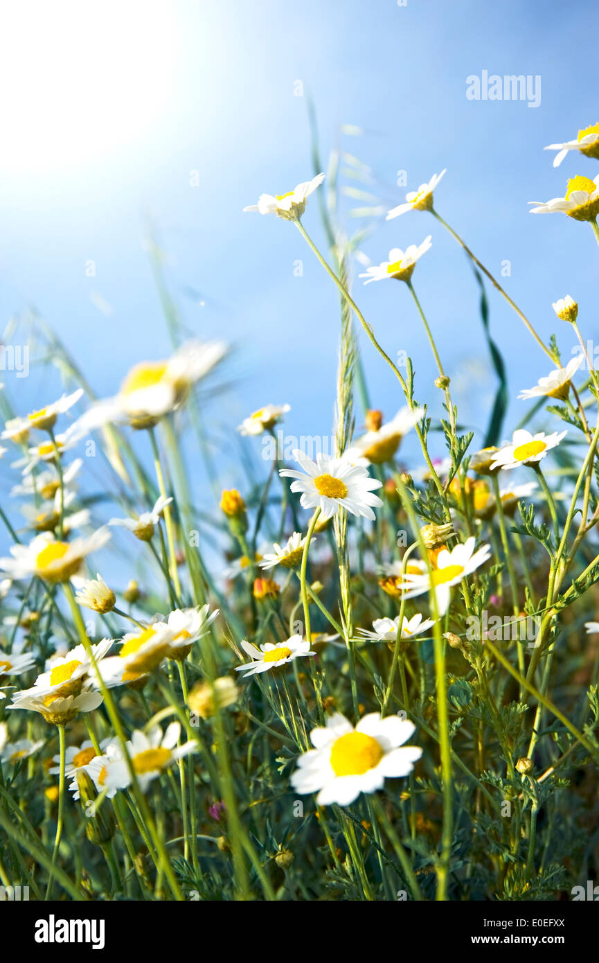 Bassa angolazione di Matricale (Tanacetum parthenium) sul prato Foto Stock