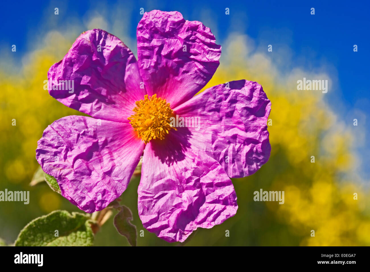 Unico fiore di cisto (Cistus incanus) contro blu e sfondo giallo Foto Stock