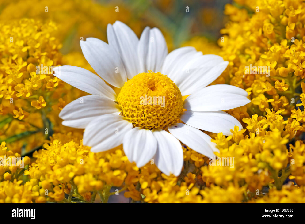 Unico fiore di camomilla tra giallo fiori selvatici in fiore Foto Stock