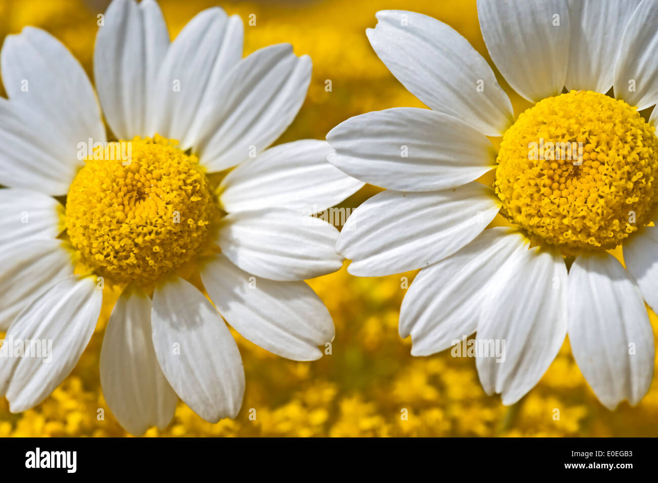 Due matricale blumi contro giallo sullo sfondo di fioritura Foto Stock