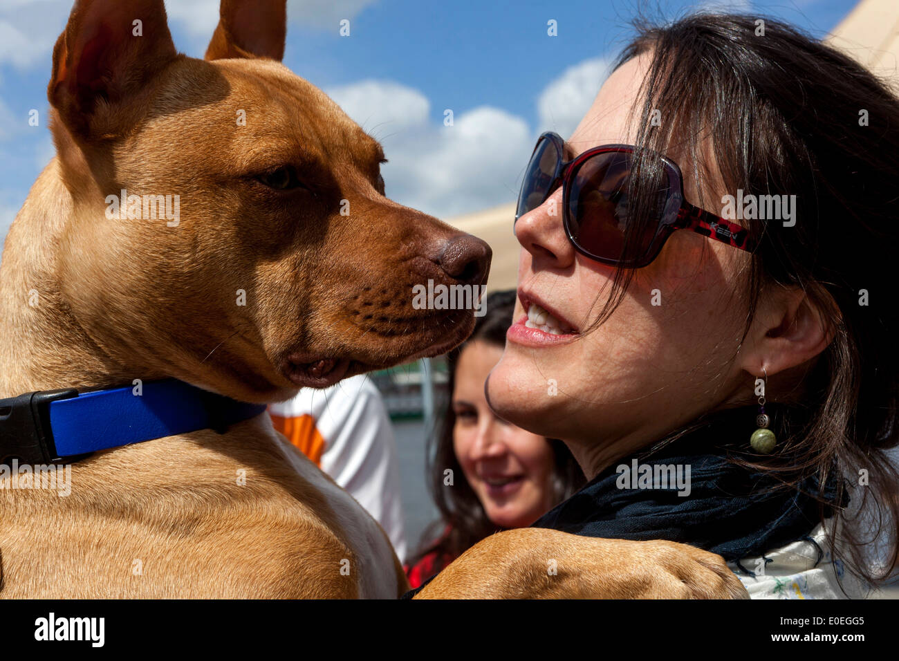 Pitbull terrier, proprietario di cani Pitbull, donna faccia a faccia Foto Stock
