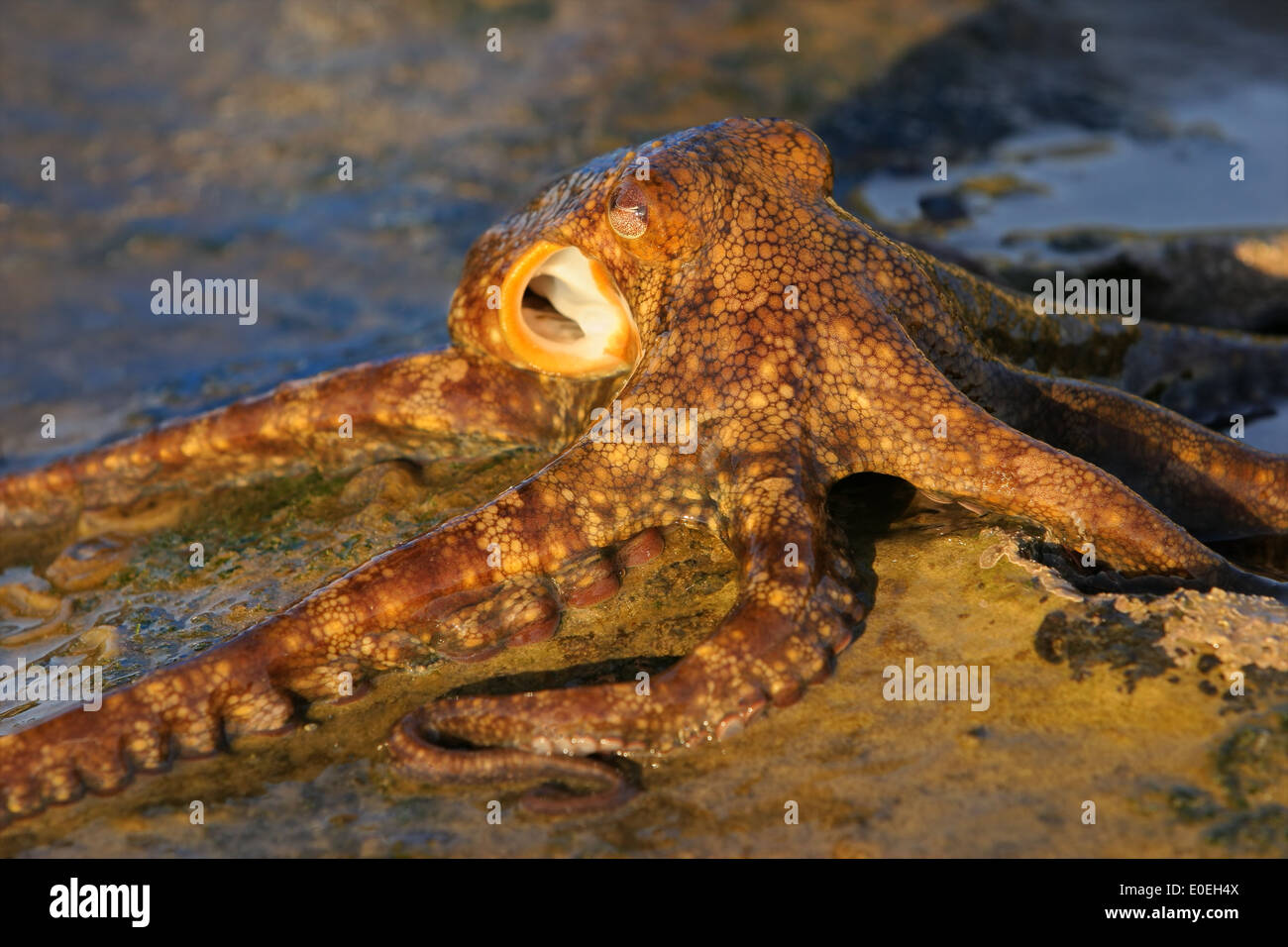 Un polpo (Octopus vulgaris) sulle rocce costiere, Sud Africa Foto Stock