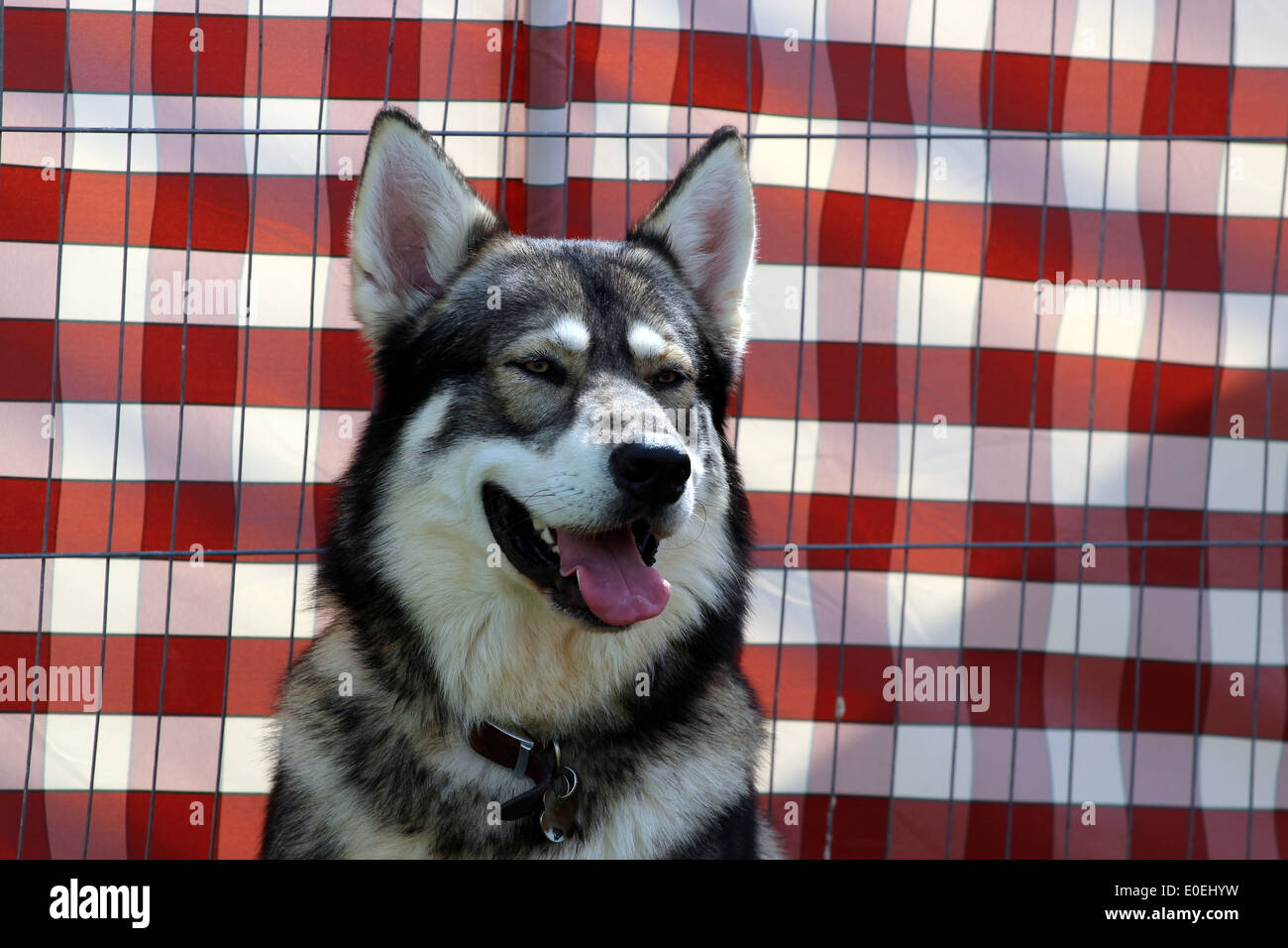 Colpo di testa di un cane husky. Foto Stock