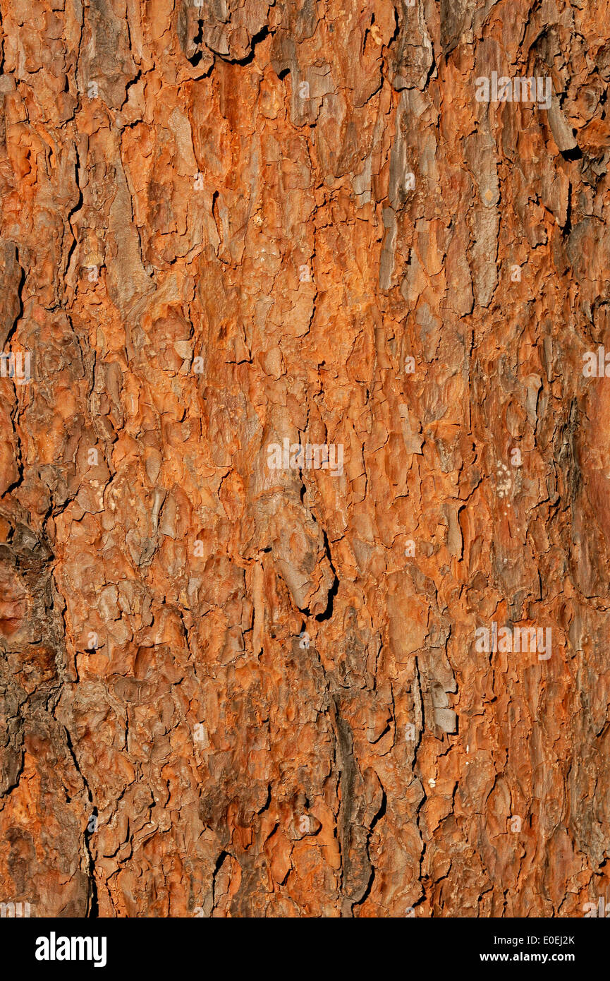 Close-up di colore arancione, la fioccatura corteccia di un albero Foto Stock