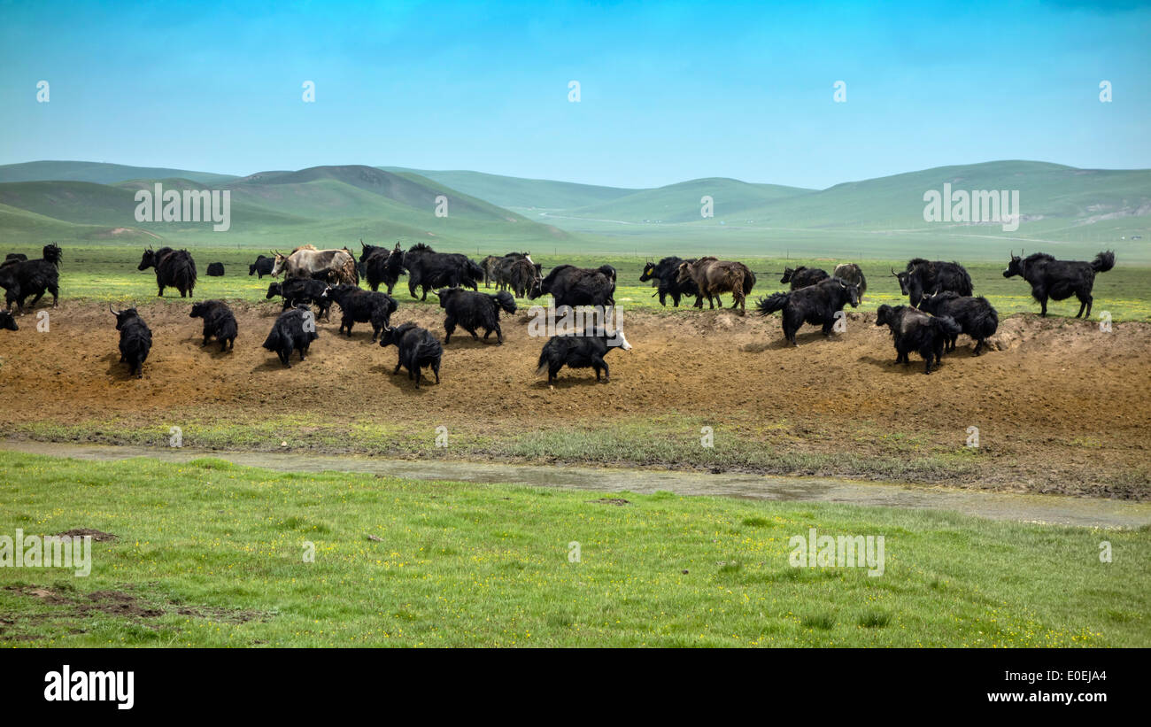 Yak tibetani nella prateria,sichuan , Cina Foto Stock