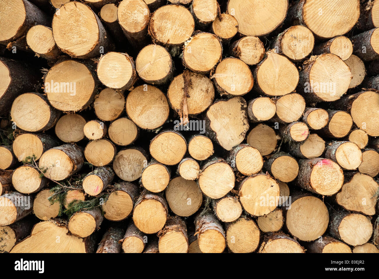Primo piano di un pelo di legno ben impilato, che mostra la bellezza del legno naturale. Foto Stock