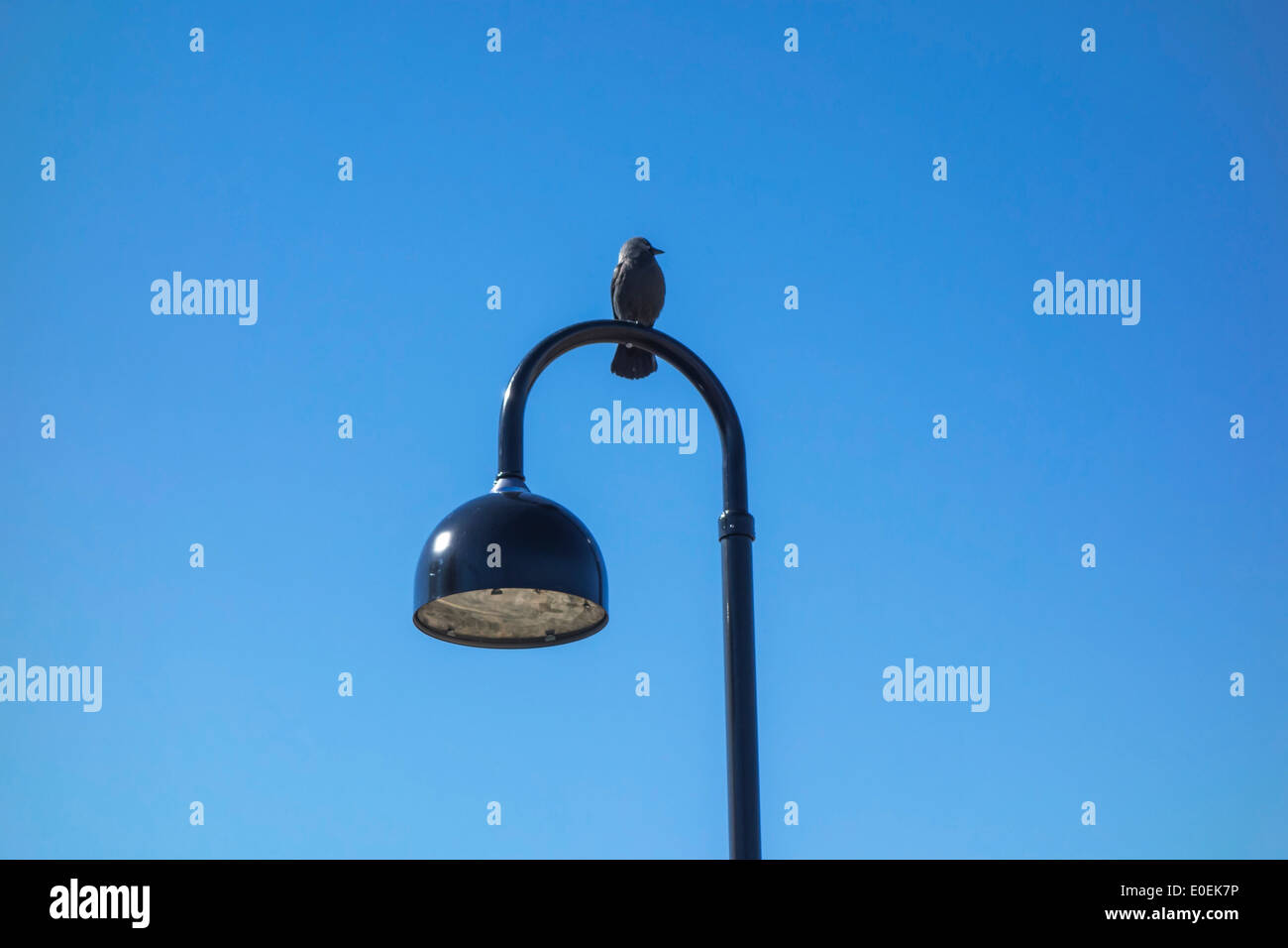 Bird e lampada in cielo blu Foto Stock