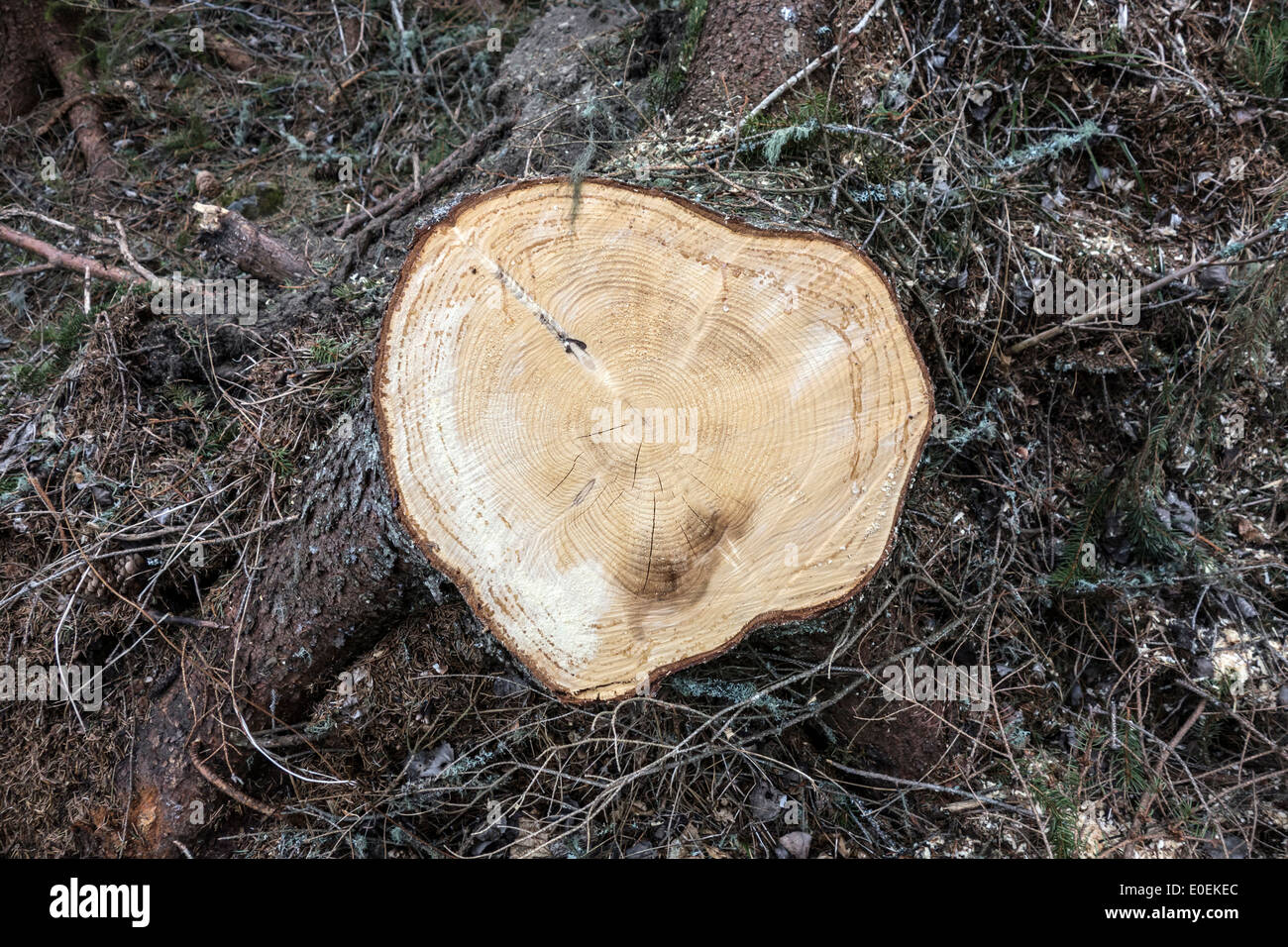 Vista dettagliata di un ceppo d'albero appena tagliato, che mostra l'età dell'albero e il complesso motivo di venatura del legno. Foto Stock