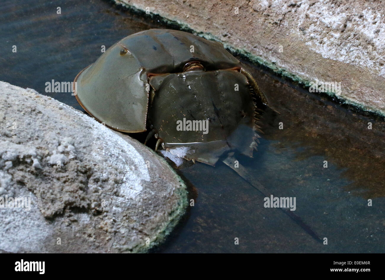 Atlantico granchio a ferro di cavallo, Limulus polyphemus Foto Stock