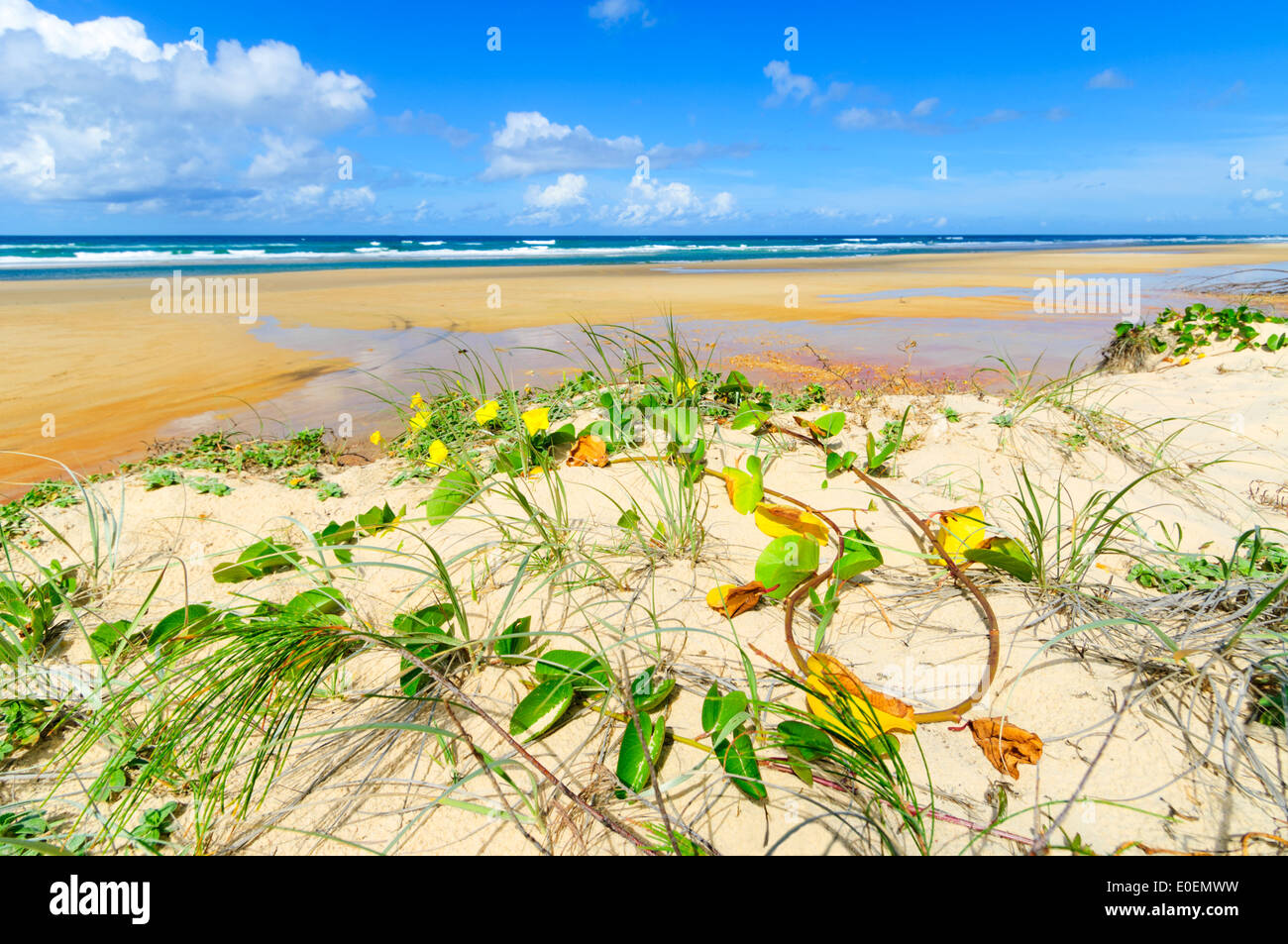 Vegetazione costiera, l'Isola di Fraser, Queensland, QLD, Australia Foto Stock