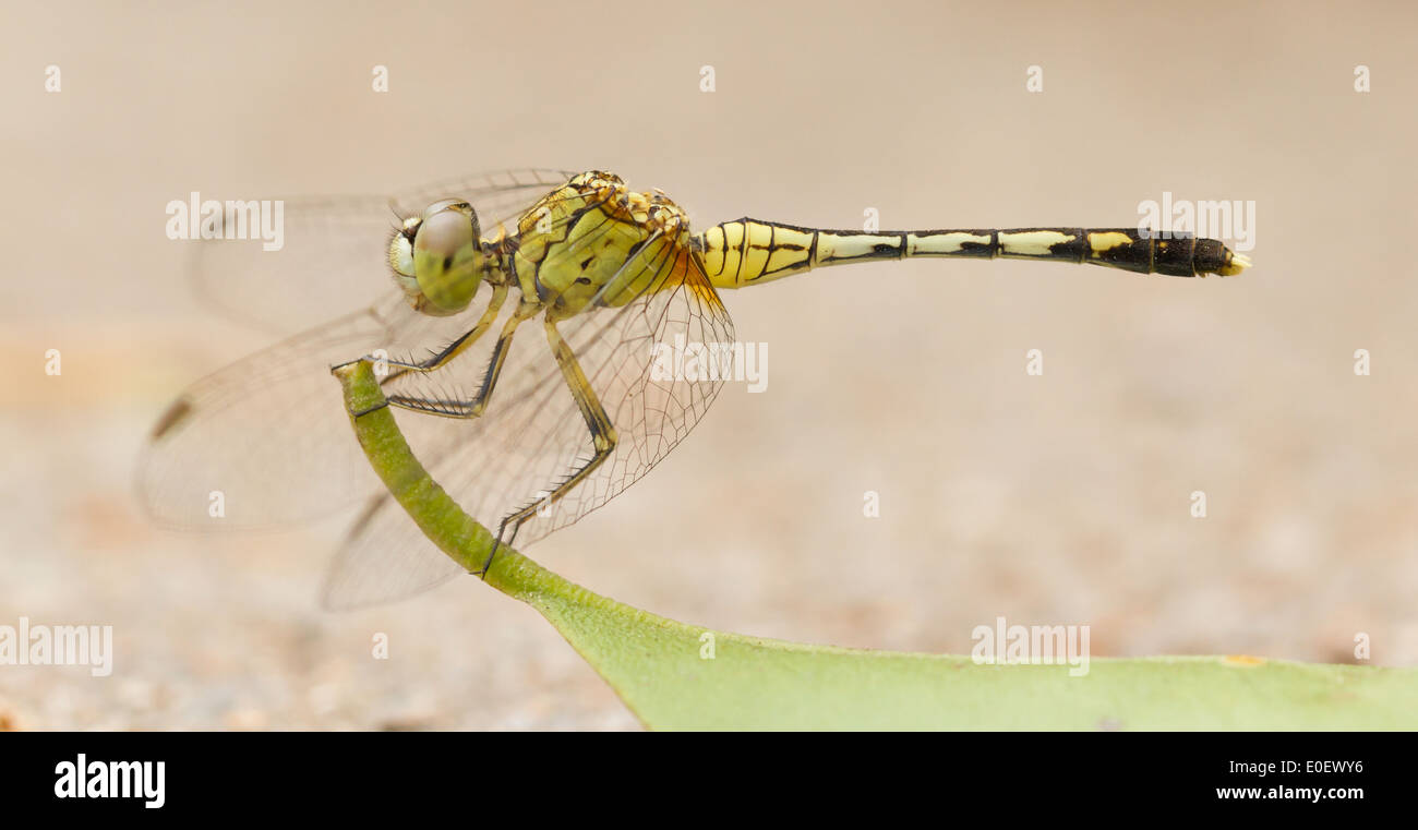 Grande libellula appoggiata su una foglia, Vietnam Foto Stock