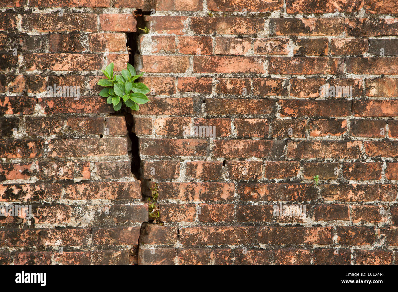 Muro di mattoni con una crepa e piante, isolato Foto Stock