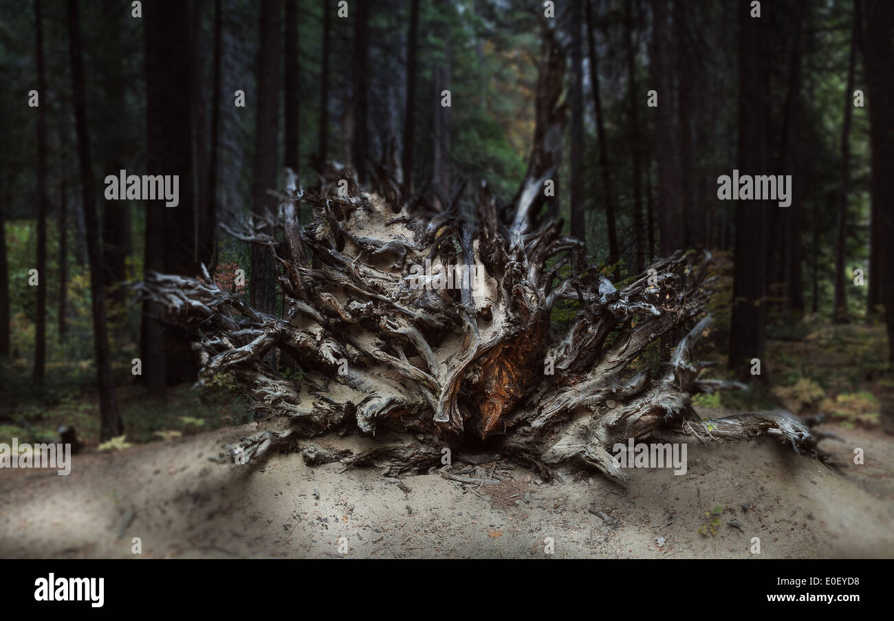 Albero abbattuto con radici esposte Foto Stock