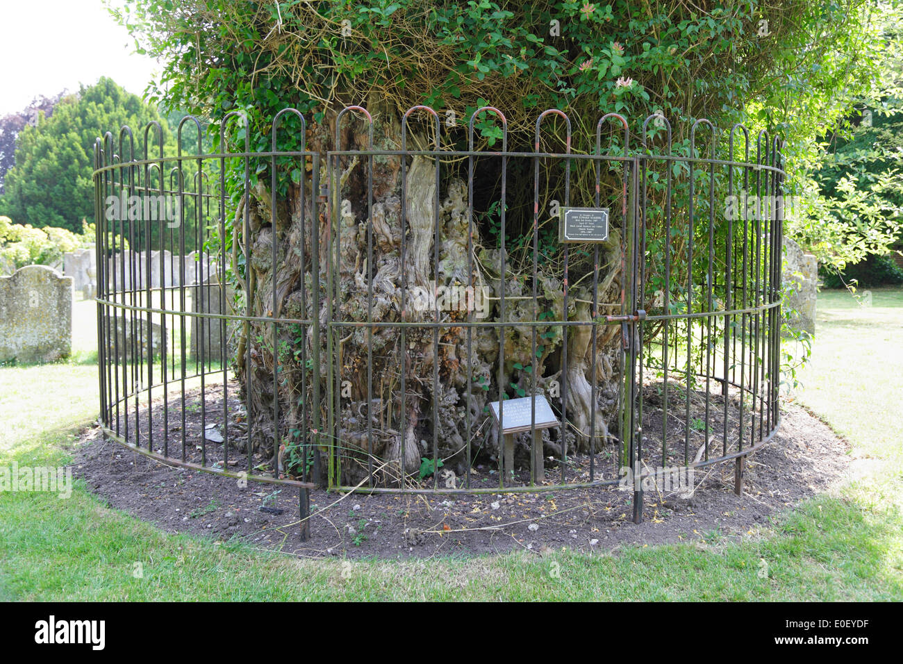Antica Yew Tree a Chilham Chiesa Kent England Regno Unito irrimediabilmente danneggiata nel grande tempesta Ottobre 15 1987, Taxus baccata Foto Stock