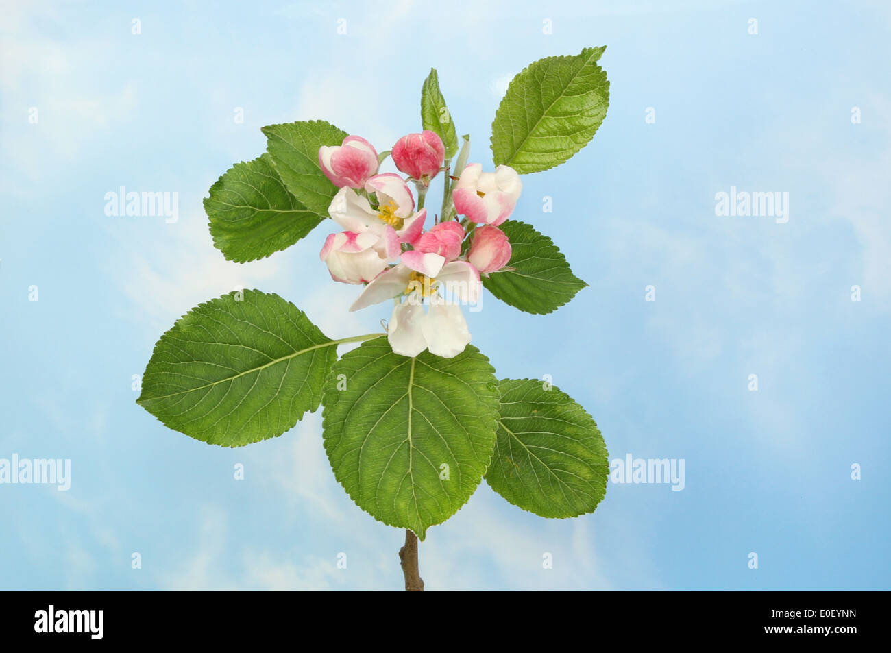 Apple Blossom e foglie contro un cielo blu con il bianco wispy nuvole Foto Stock
