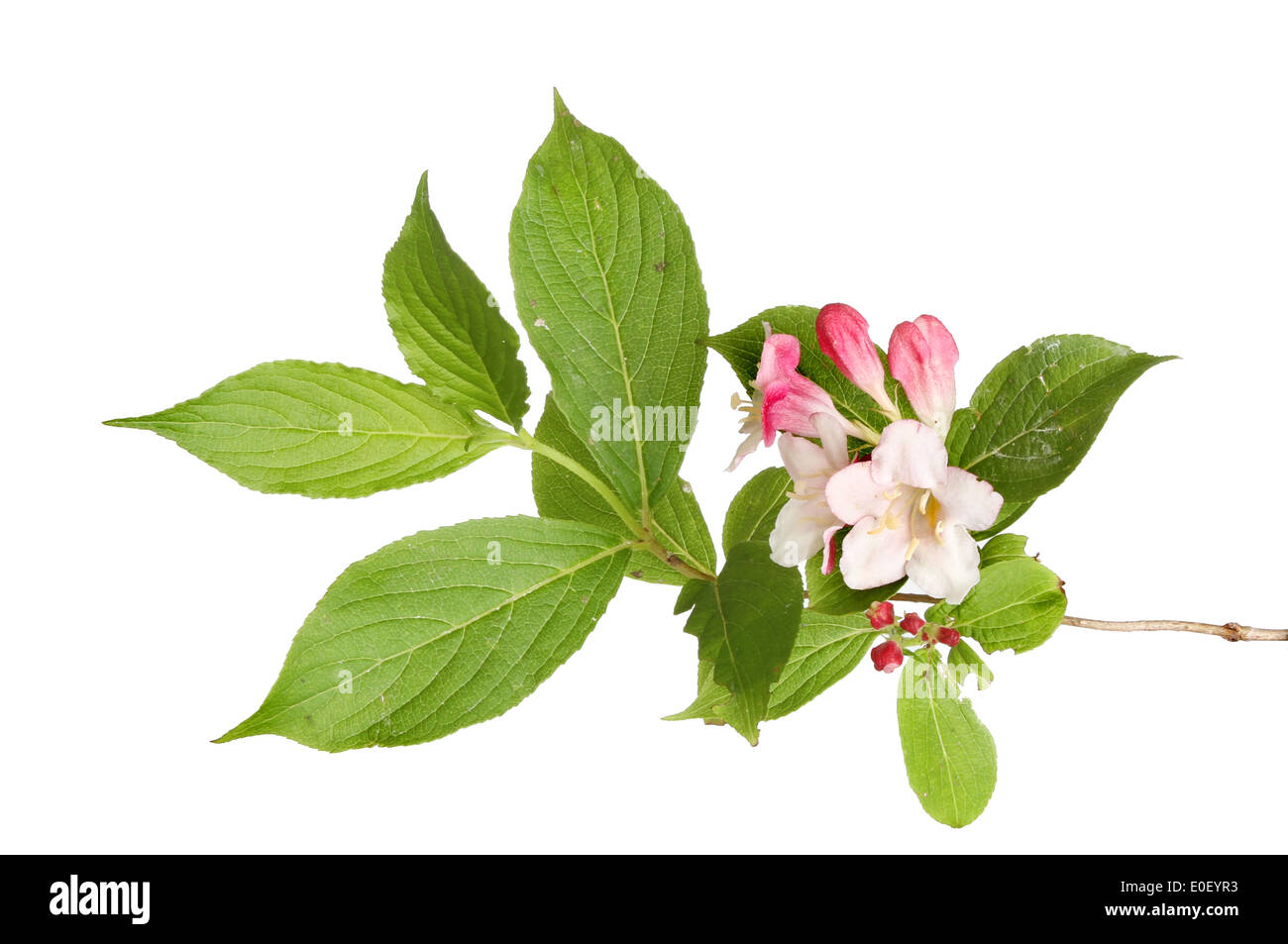 Weigela fiori e boccioli e fogliame isolata contro bianco Foto Stock