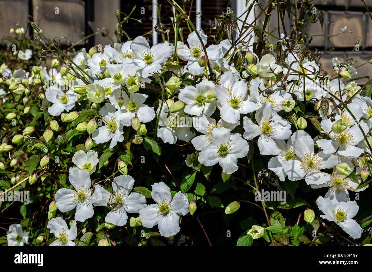 Clematide bianco in tarda primavera/estate precoce crescente sulla ringhiera di una casa nella zona nuova di Edinburgo. Foto Stock