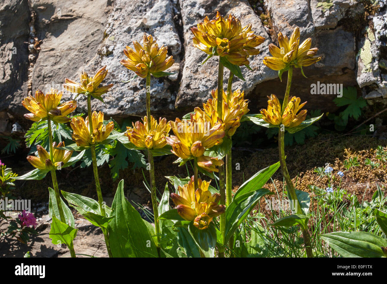 Gentiana lutea trova attorno a 2100m Foto Stock