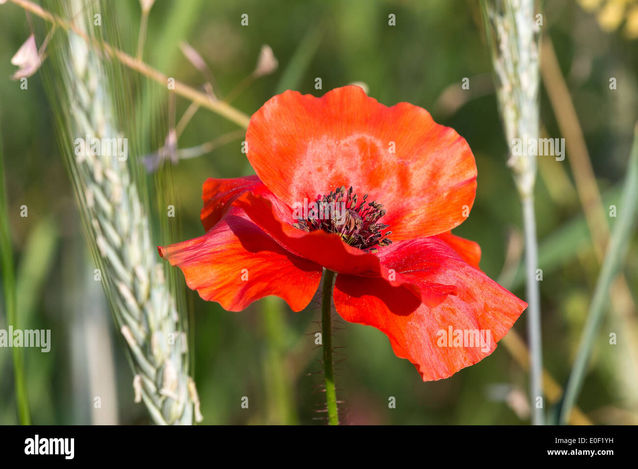 Wild comuni di papavero (Papaver rhoeas) in un campo di orzo nelle Alpi francesi Foto Stock