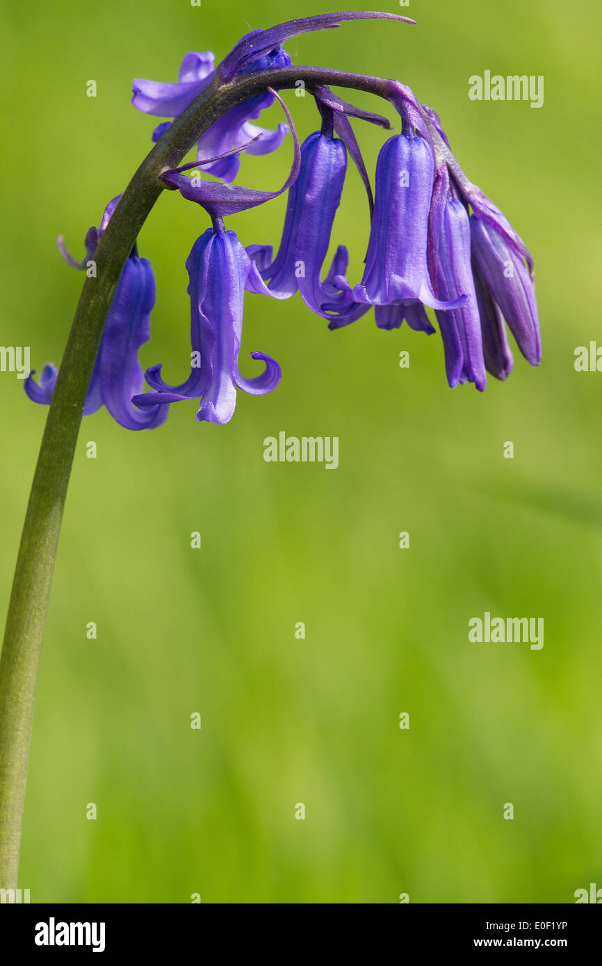 Un bluebell flower, Hyacinthoides non scripta si eleva alto su una mattina di primavera al Beacon Hill legno vicino a SHepton Mallett Foto Stock