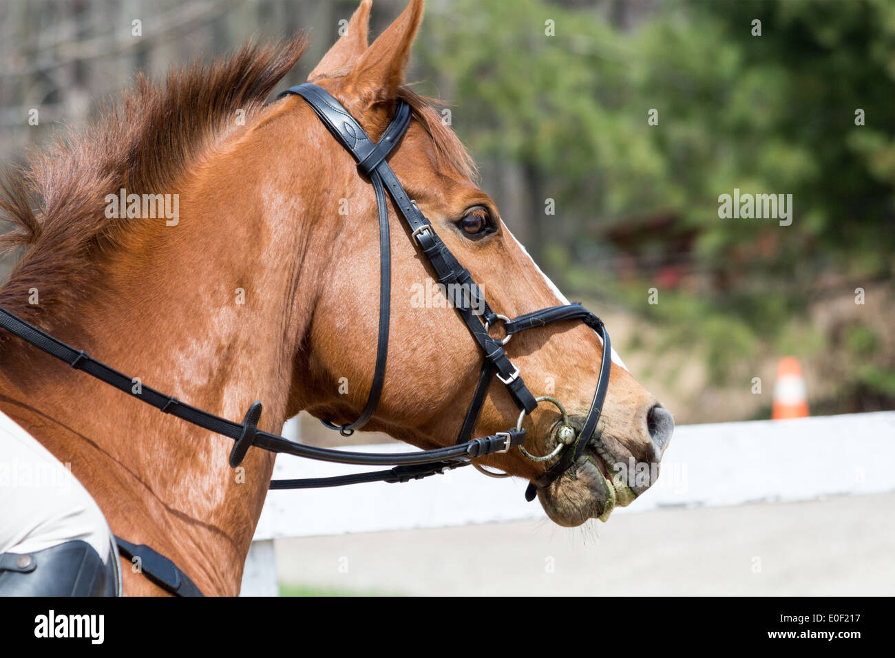 Chestnut sorrel testa di cavallo che indossa inglese briglia con overcheck. Foto Stock