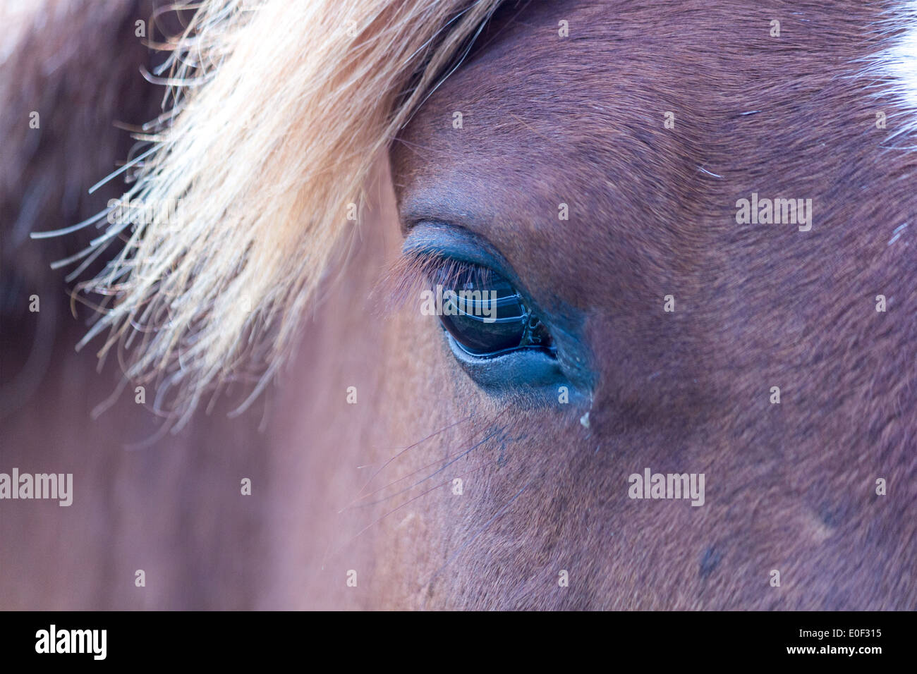 Horse's eye dove è possibile vedere il riflesso di una recinzione. Foto Stock