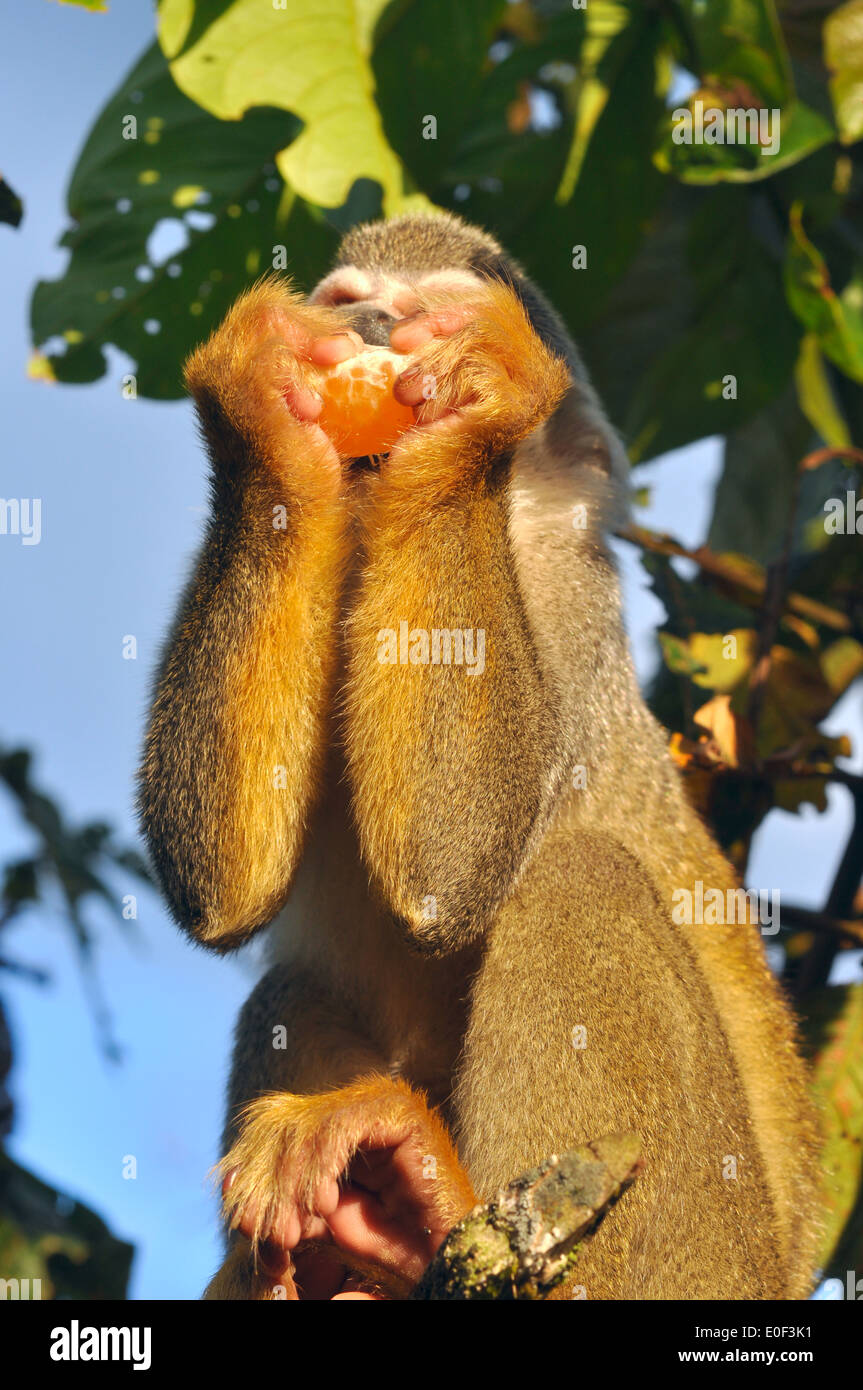 Scimmia di scoiattolo nella foresta pluviale amazzonica Foto Stock
