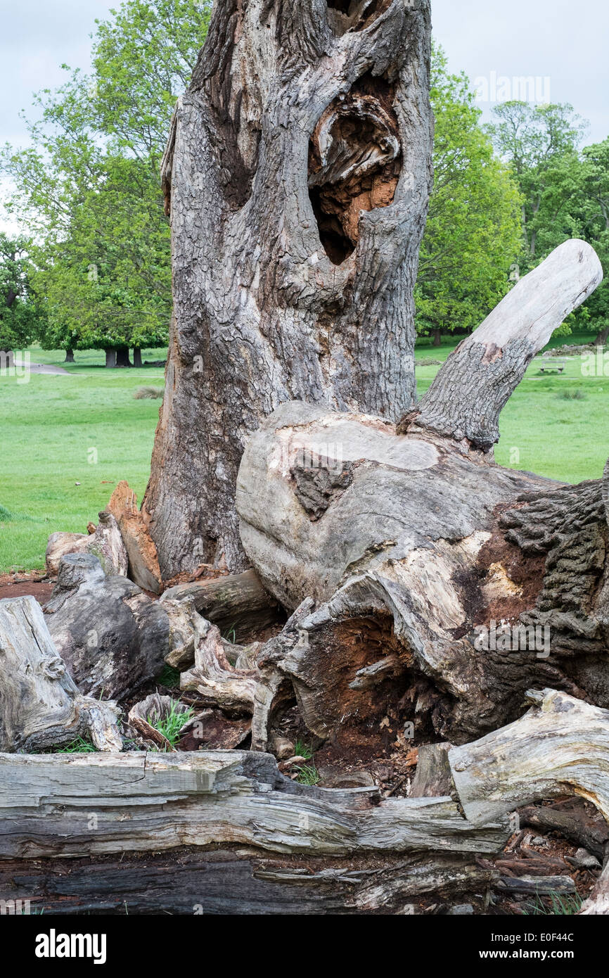Albero morto tronco alberi del parco Il Parco di Richmond, Surrey, Regno Unito Foto Stock