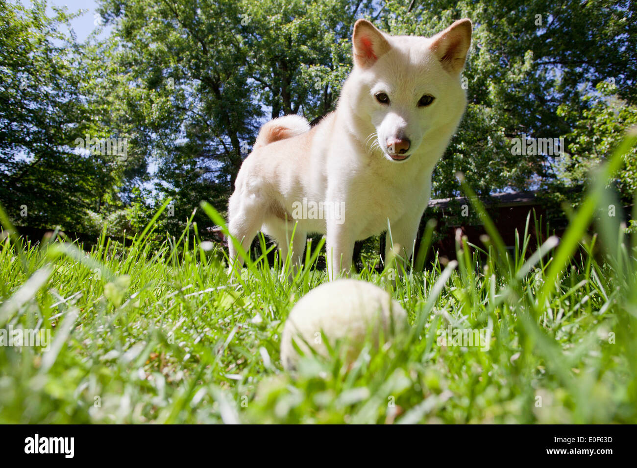 Shiba Inu giocando con la palla da tennis su prato Foto Stock