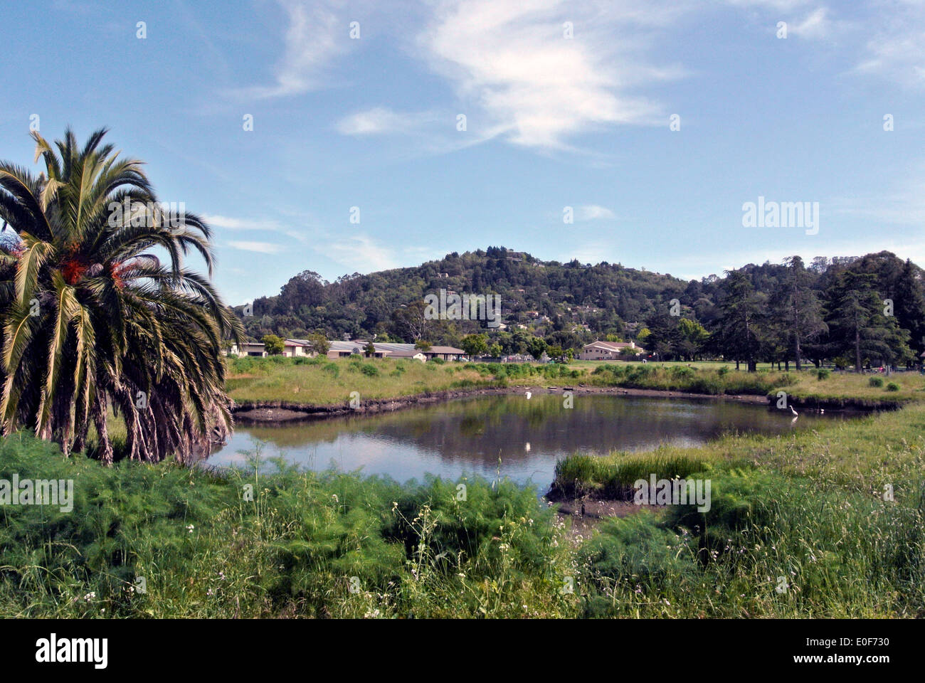 Vista del parco comunale di corte Madera California Foto Stock